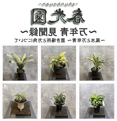 万年青 種類 風水